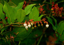 Gaultheria shallon